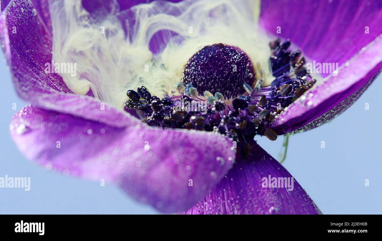 Close up of tender lilac opened flower bud underwater and white inks spreading around. Stock footage. Beautiful sof petals of a small blossoming Stock Photo