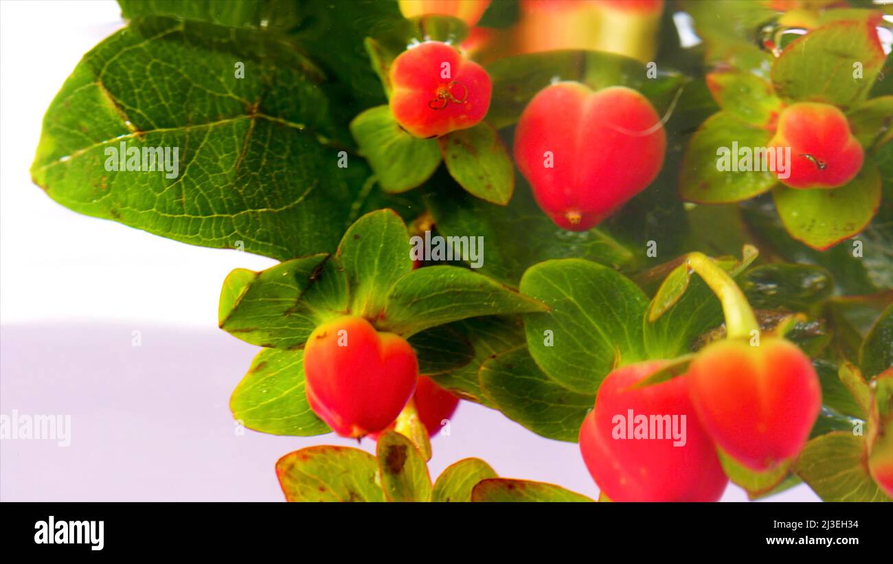 Beautiful fresh hypericum berries being plunged in transparent water. Stock footage. Red berries and green leaves in clear water, close up. Stock Photo