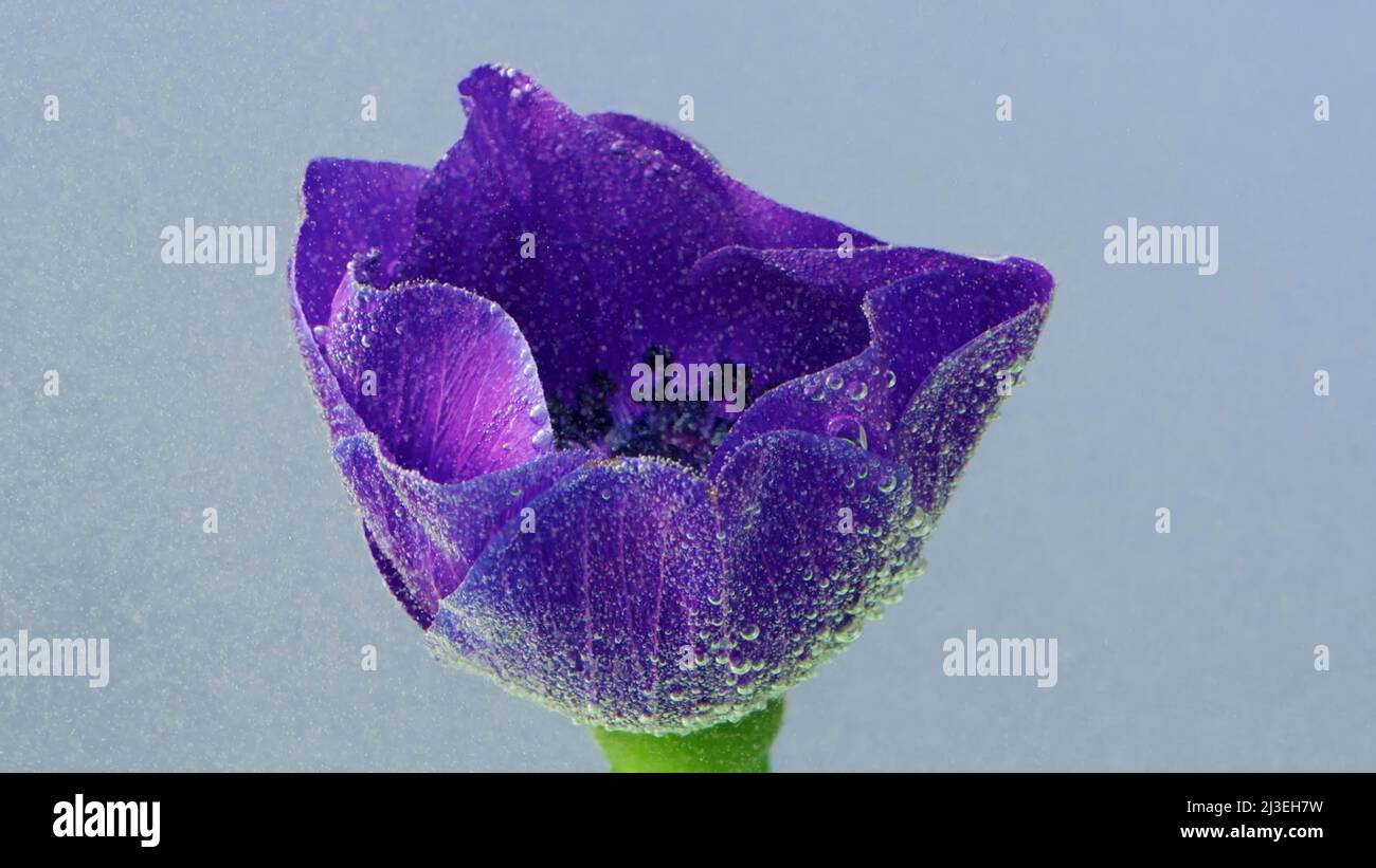 Close up of tender lilac opened flower bud underwater. Stock footage. Beautiful sof petals of a small blossoming flower. Stock Photo