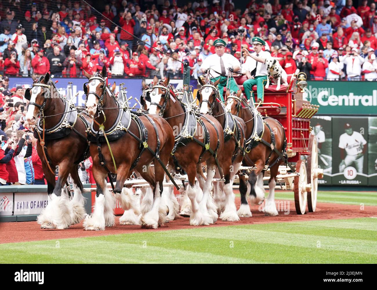 2022 opening day cardinals hires stock photography and images Alamy