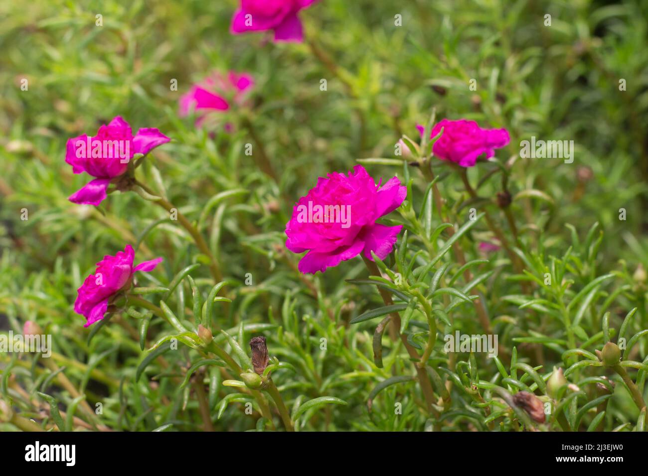 Full frame view of portulaca grandiflora or moss-rose purslane, a succulent flower plant often cultivated in gardens. Stock Photo