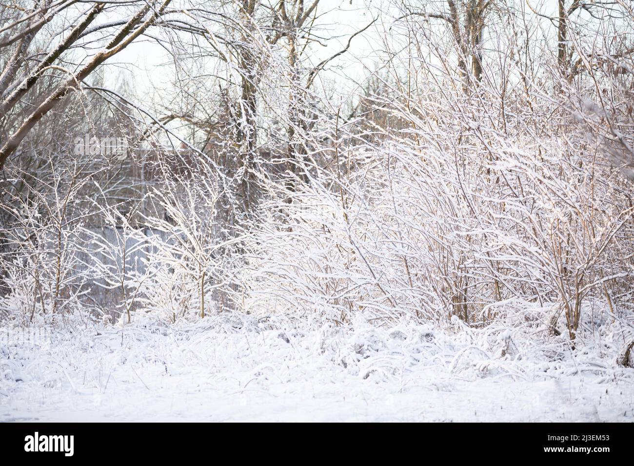 Snow-covered trees and shrubs on a cold winter day Stock Photo - Alamy