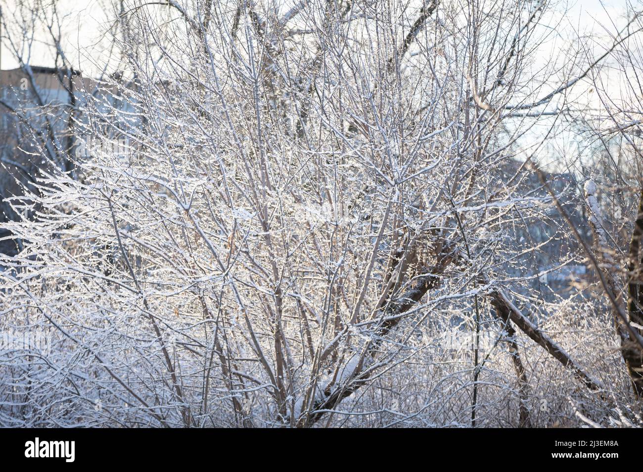 Snow-covered trees and shrubs on a cold winter day Stock Photo - Alamy