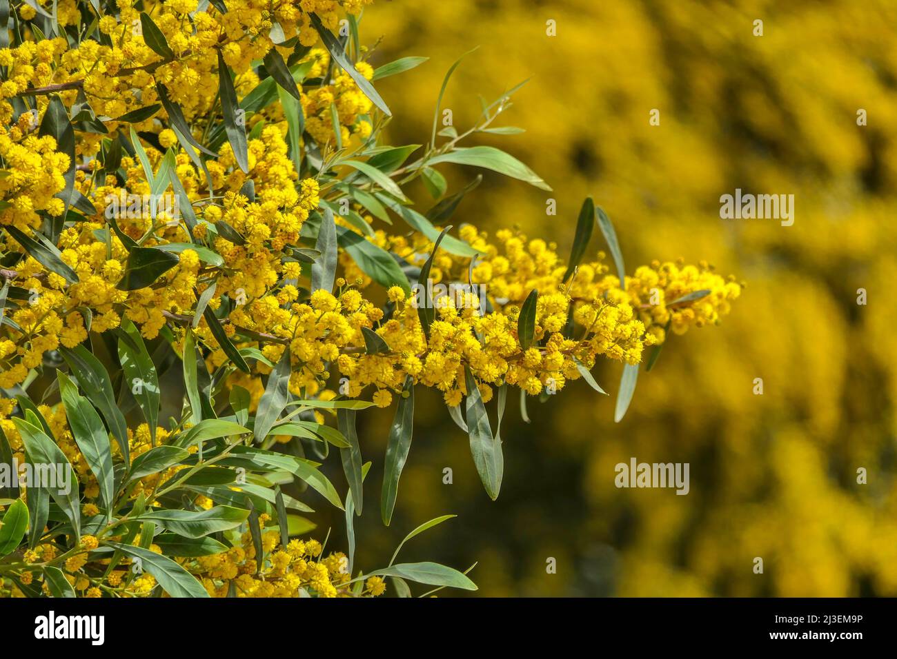 Yellow flowers of a flowering Cootamundra wattle Acacia baileyana tree close-up on a blurred background Stock Photo