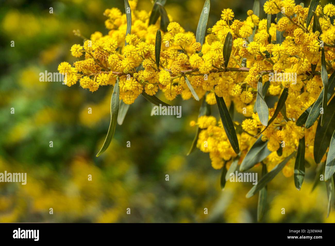Yellow flowers of a flowering Cootamundra wattle Acacia baileyana tree close-up on a blurred background Stock Photo