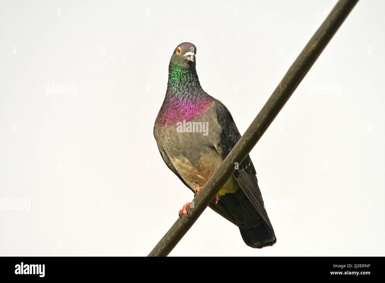 Pigeon - male on cable Stock Photo