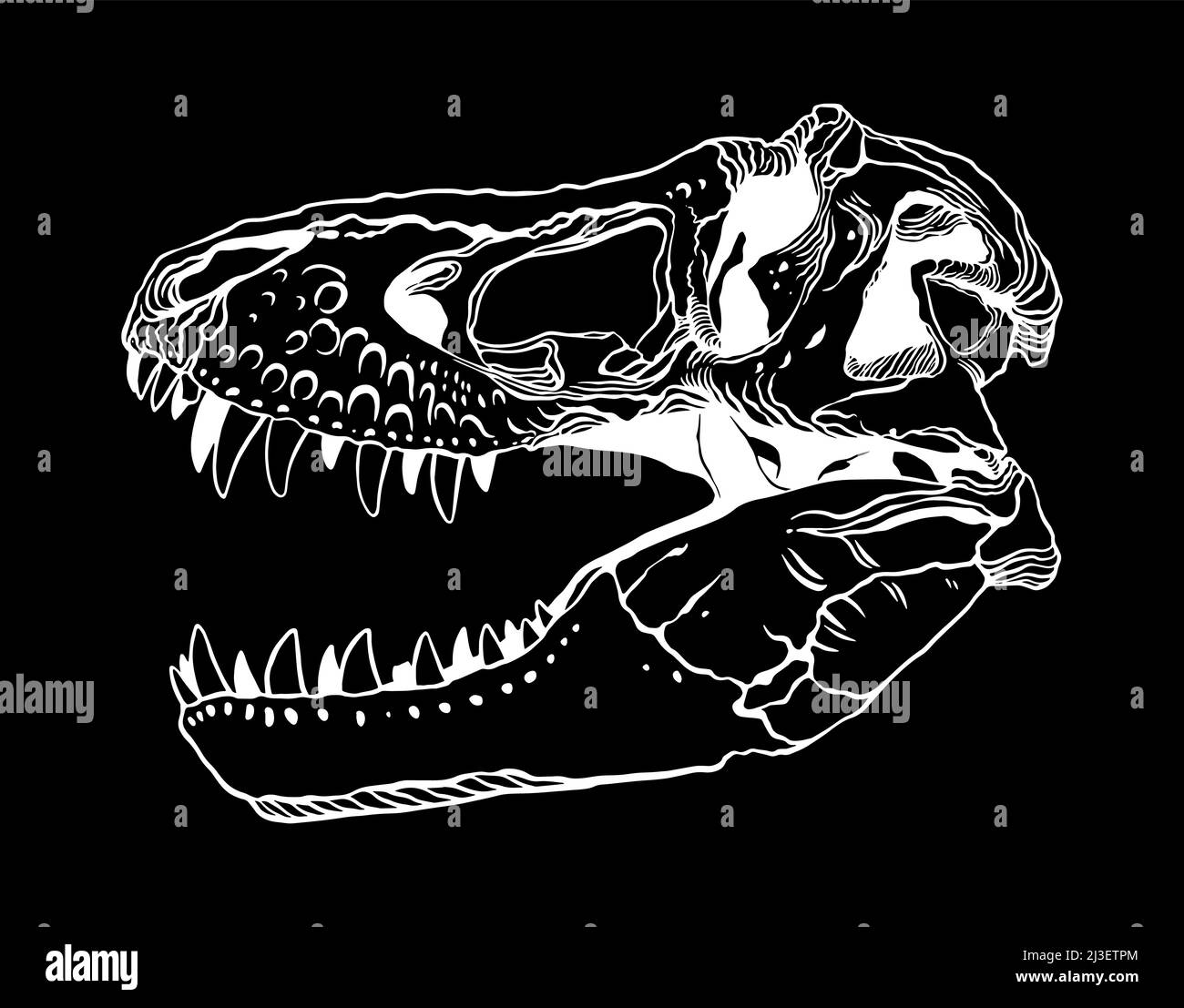 Tyrannosaurus Skull. Vector illustration Stock Vector