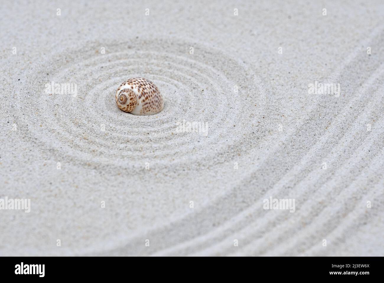 zen style, sand with s snail shell Stock Photo