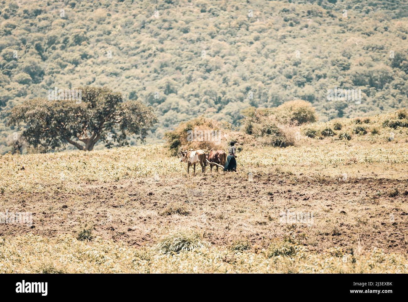 Southern Nations, Ethiopia - May 10, 2019: Unknown poor Ethiopian farmer woman cultivates a field with a traditional primitive wooden plow pulled by c Stock Photo