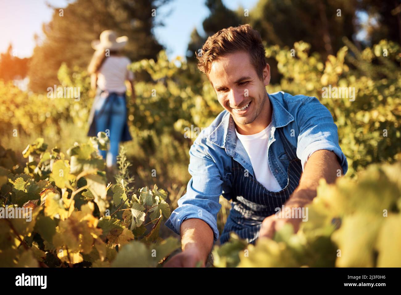 Giving his crops his undivided attention. Cropped shot of a handsome ...