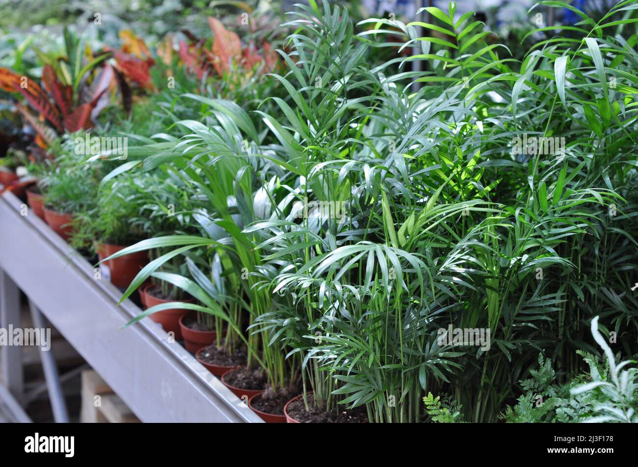 Close up leaves of Bamboo palm (Chamaedorea seifrizii). Houseplants in pots for sale in a flower shop. Stock Photo