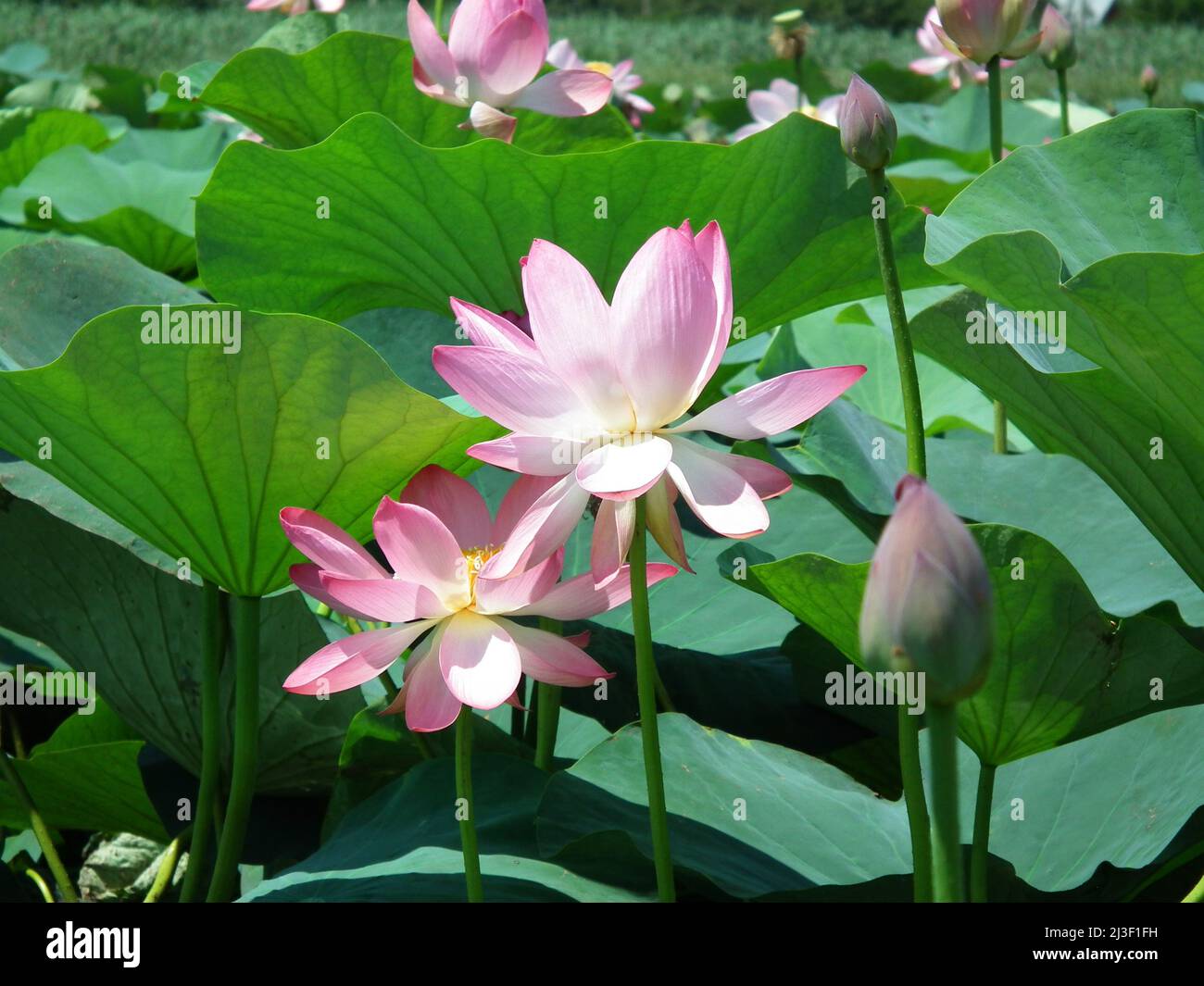 Beautiful pink lotuses grow on the lake. Asian big lotuses. Nelumbo