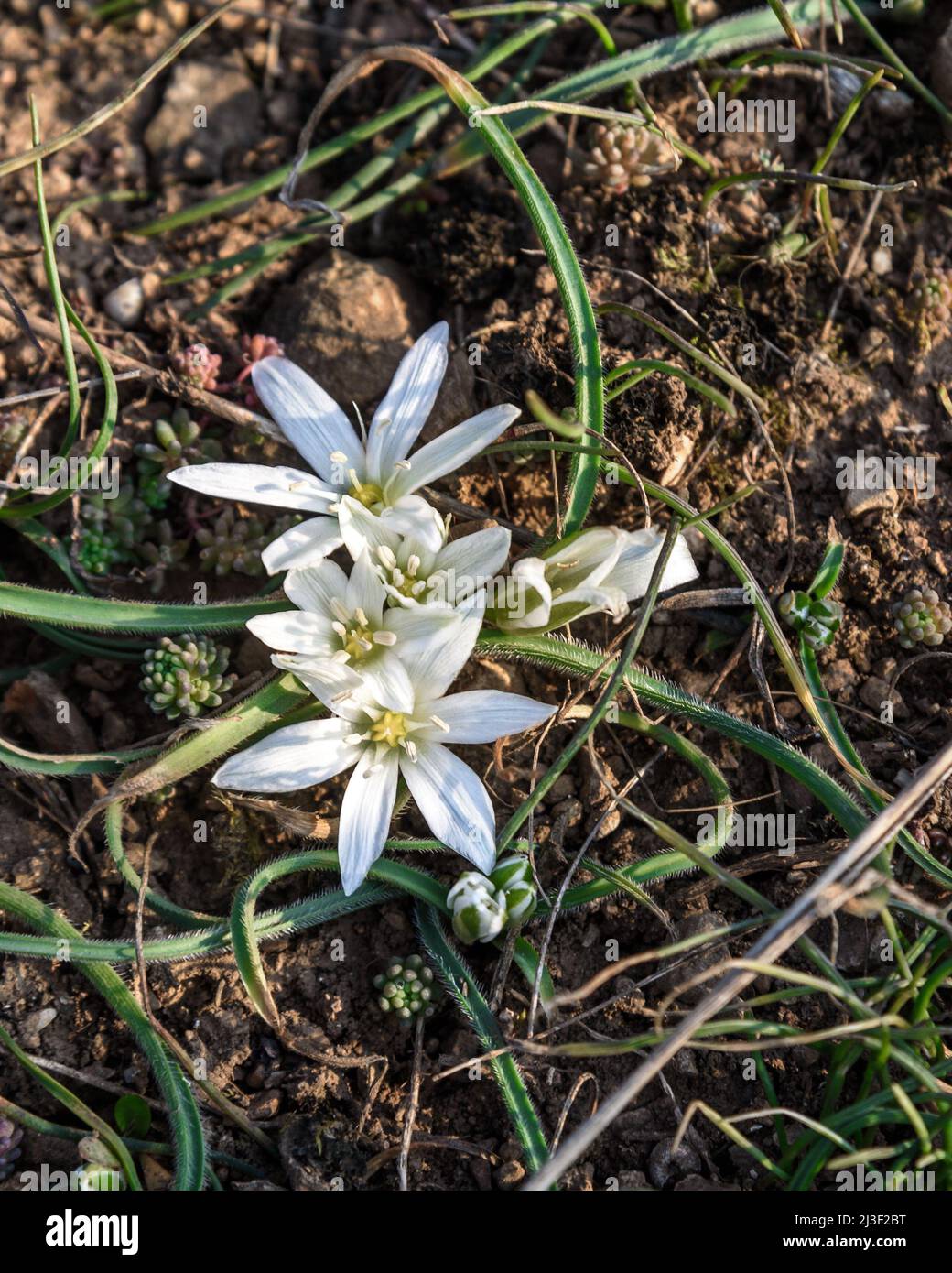 First spring flower white Ornithogalum fimbriatum Stock Photo