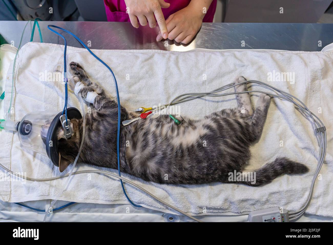 Sedated cat with an oxygen mask on a surgery table Stock Photo Alamy