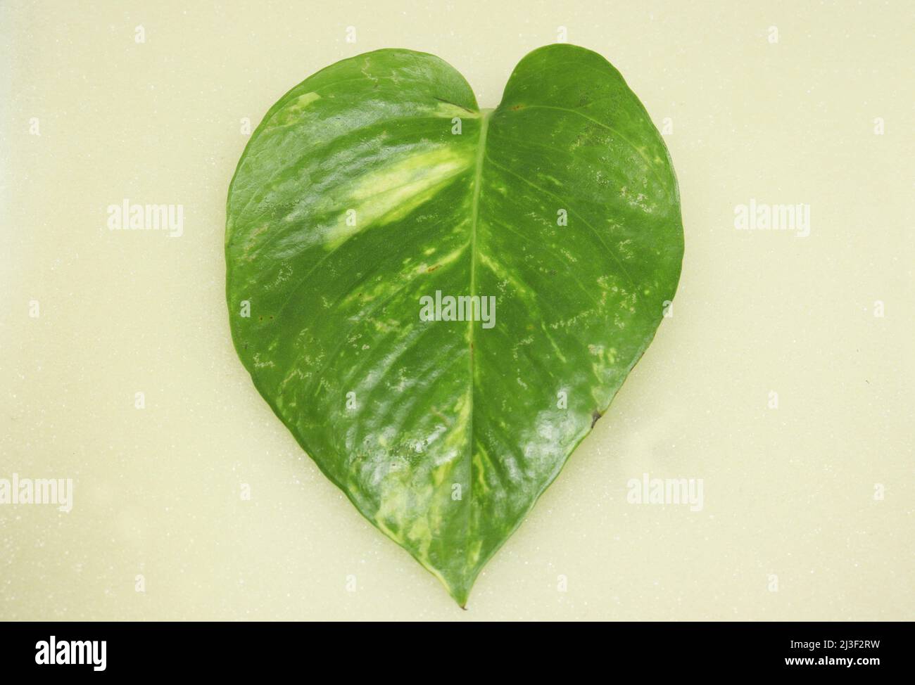 money plant leaf. with light yellow background Stock Photo