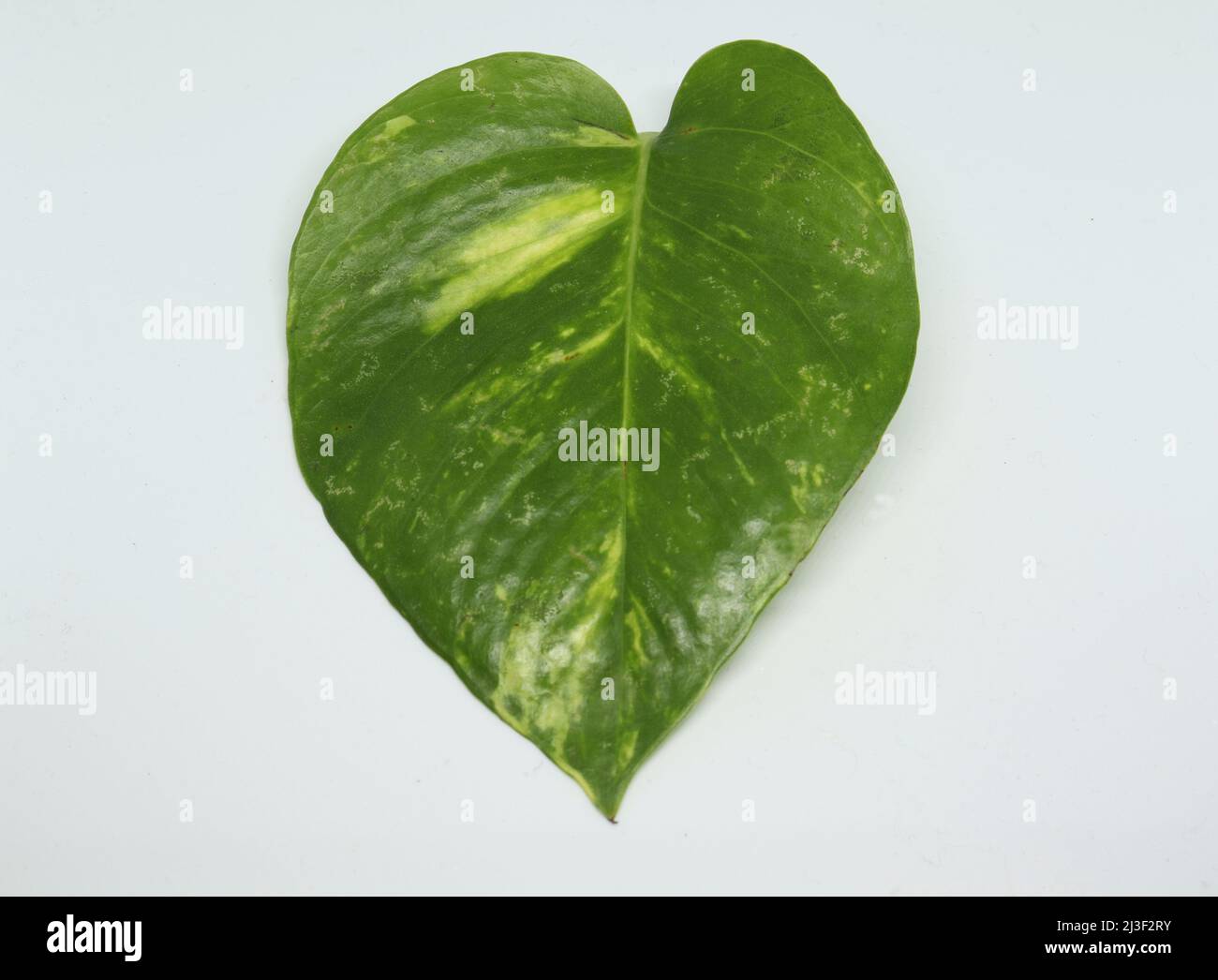 money plant leaf. with white background Stock Photo