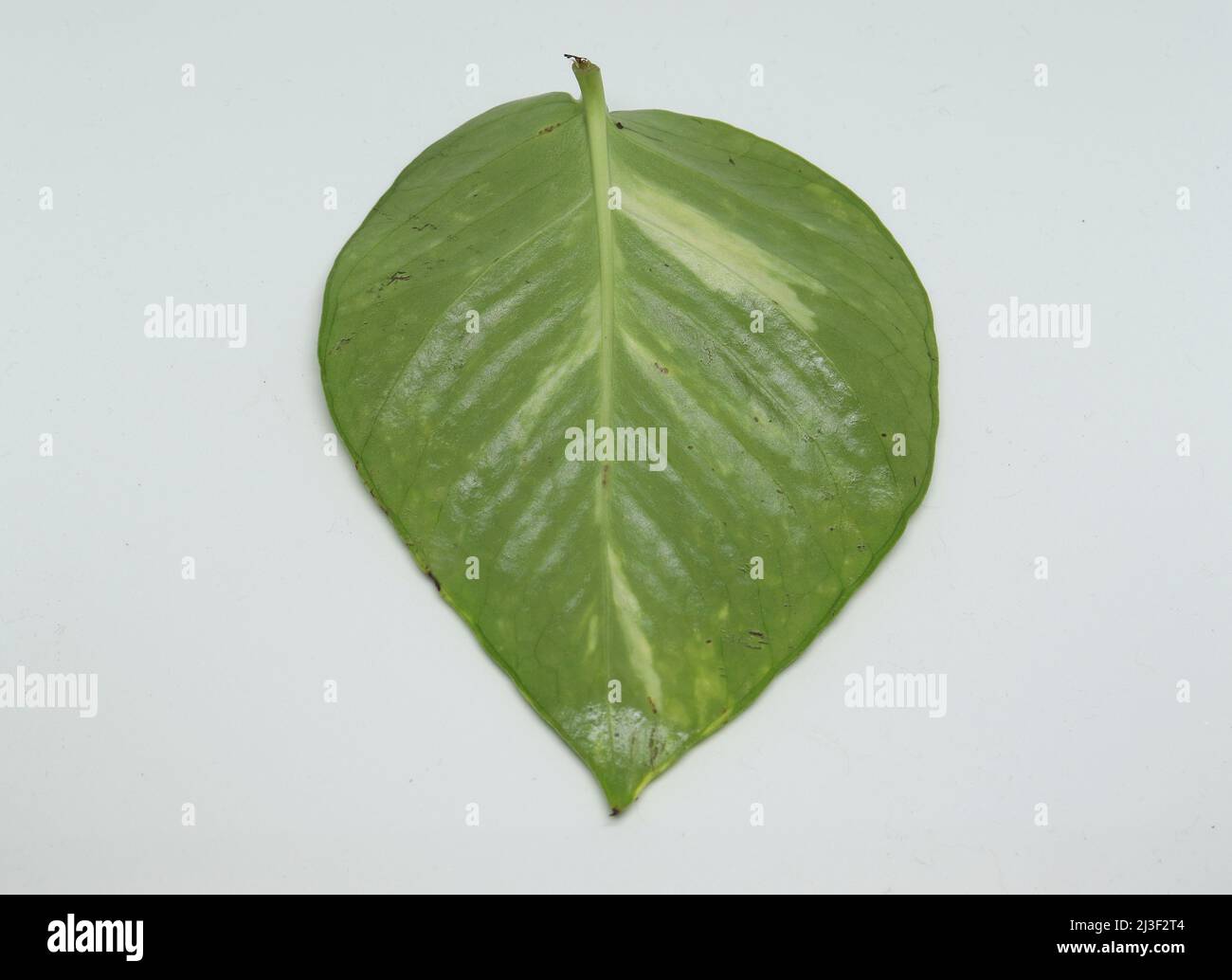 money plant leaf back side view. with white background Stock Photo