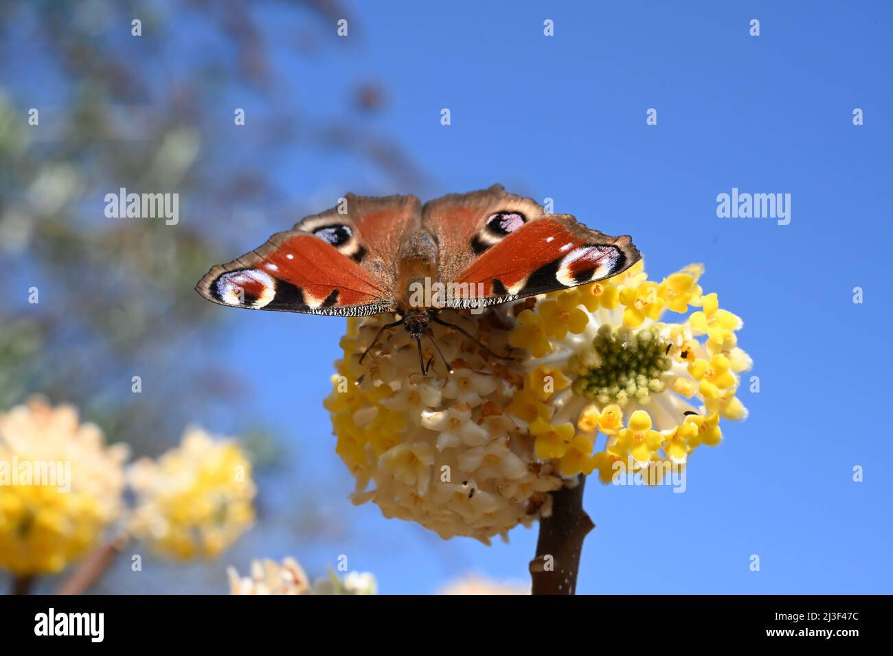 An English Peacock Butterfly, extract pollen from the yellow and white flowers of a Edgewothis chrysantha, Nanjing Gold, Paperbush, Thymelaeaceae, Stock Photo