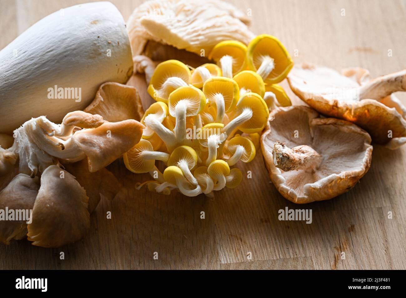 An array of edible wild mushrooms including Oyster, King Oyster