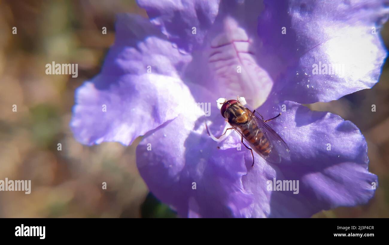 Hover fly on purple flower Stock Photo