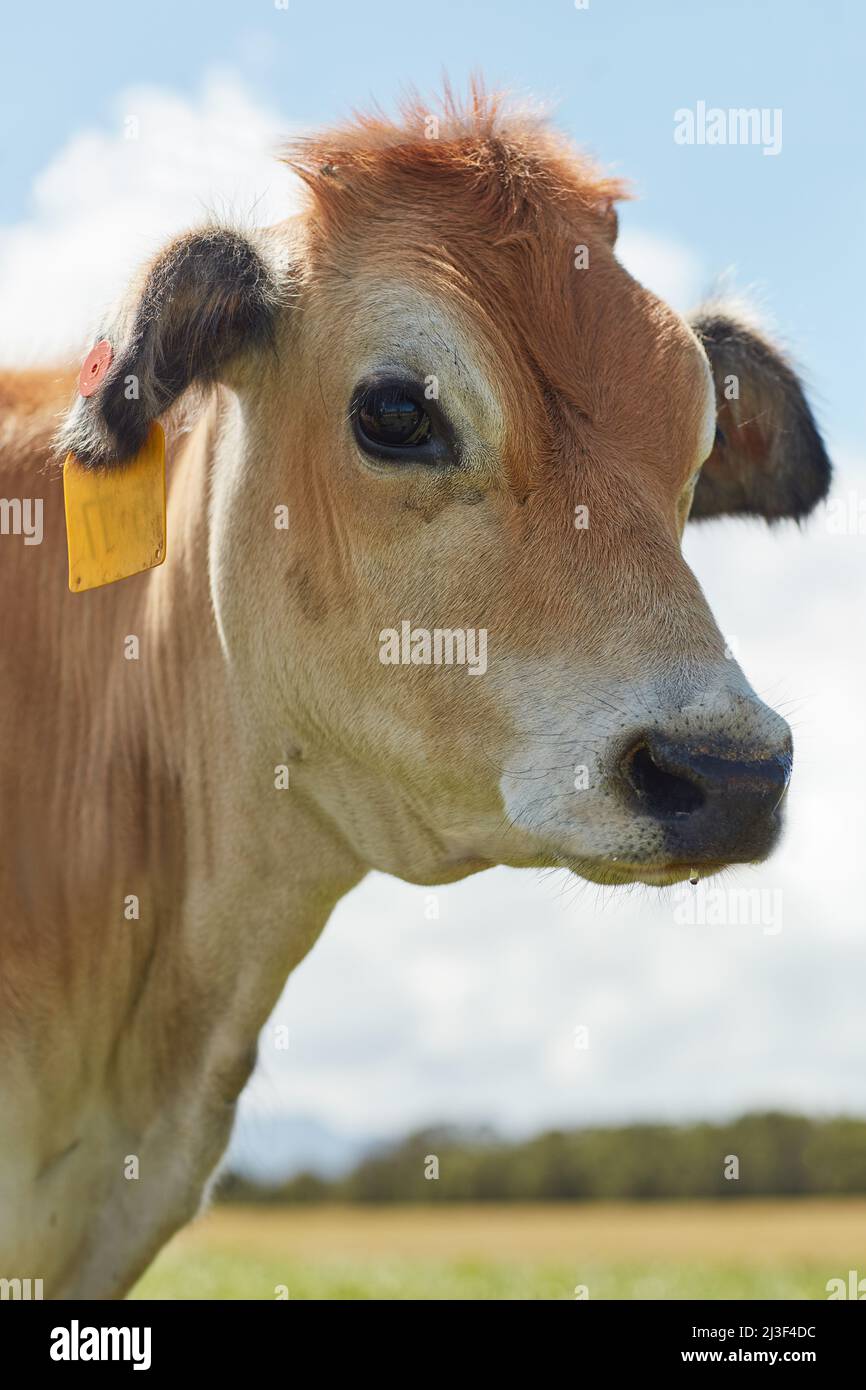 How now, brown cow. Shot of a dairy cow standing in a green pasture ...