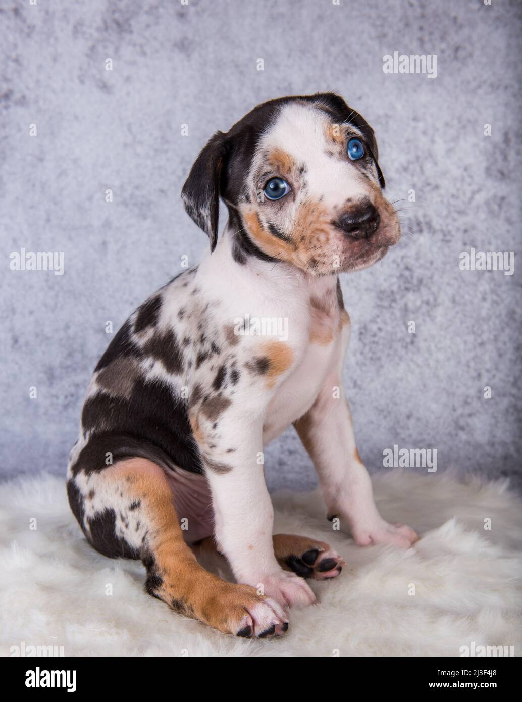 Louisiana Catahoula Leopard Dog puppy sitting on gray Stock Photo - Alamy
