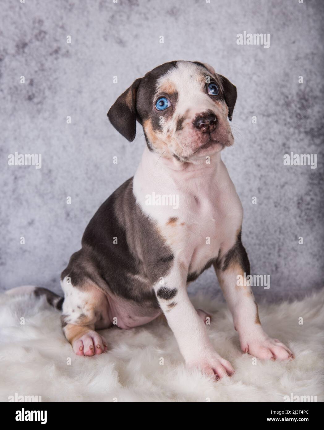 Louisiana Catahoula Leopard Dog puppy sitting on gray Stock Photo - Alamy