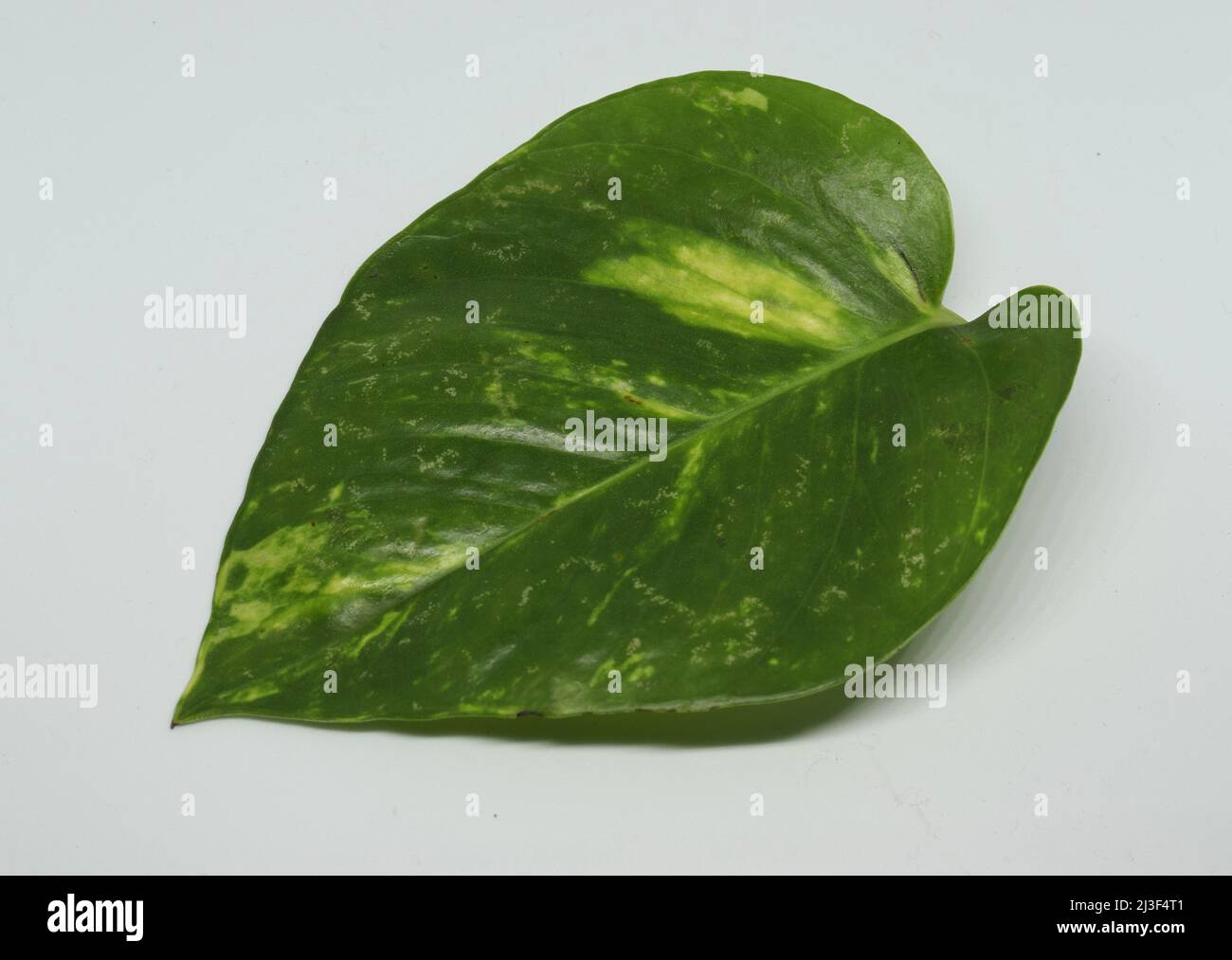 money plant leaf. with white background Stock Photo