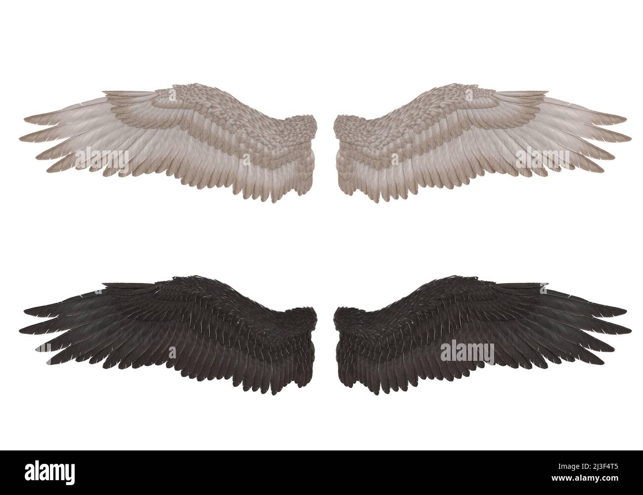 3D Render : Realistic isolated angel wings pair of falcon wings,wings design template Stock Photo