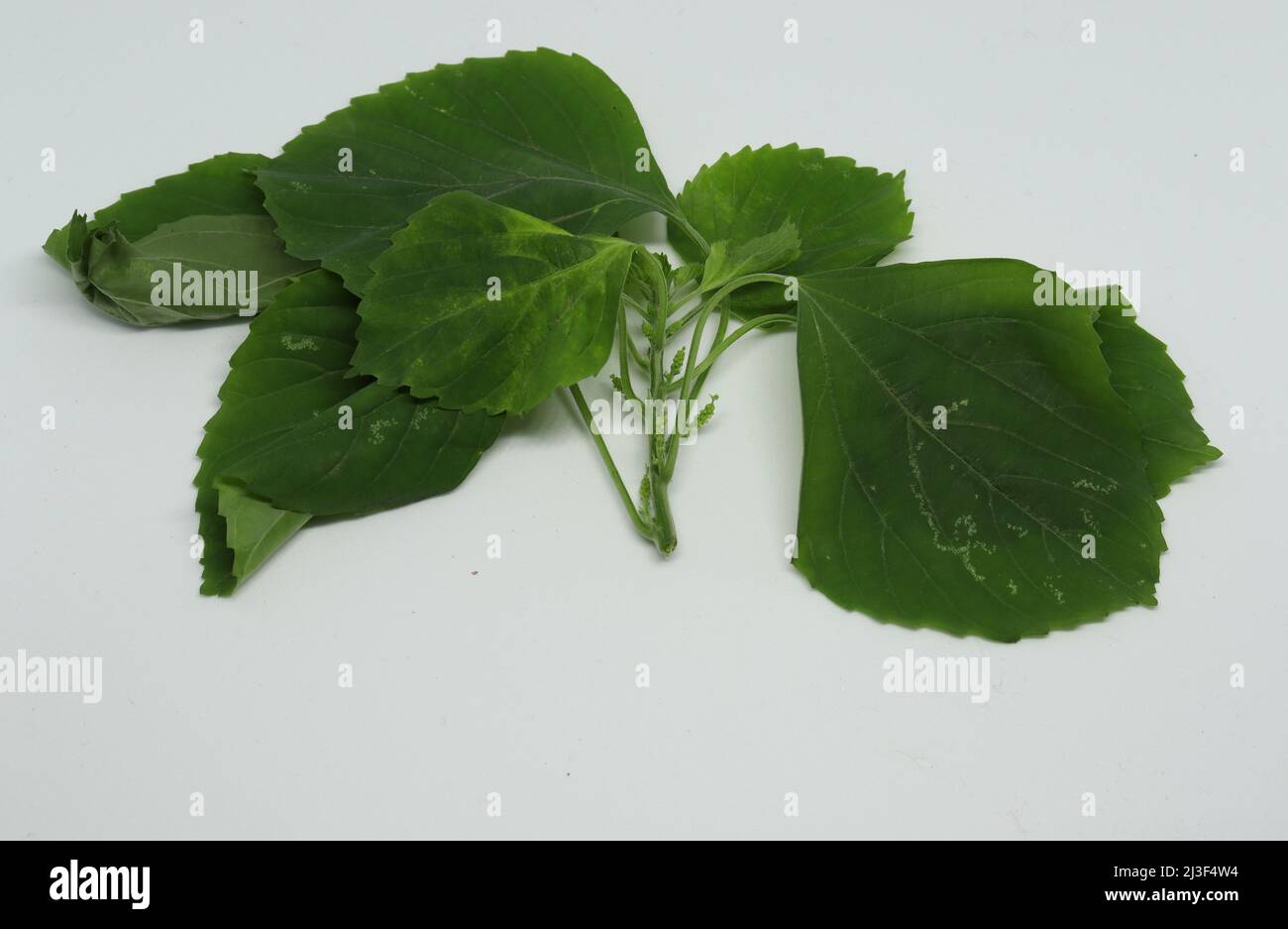 Indian Nettle, leaf, Indian Acalypha (ACALYPHA INDICA) leaf medicinal