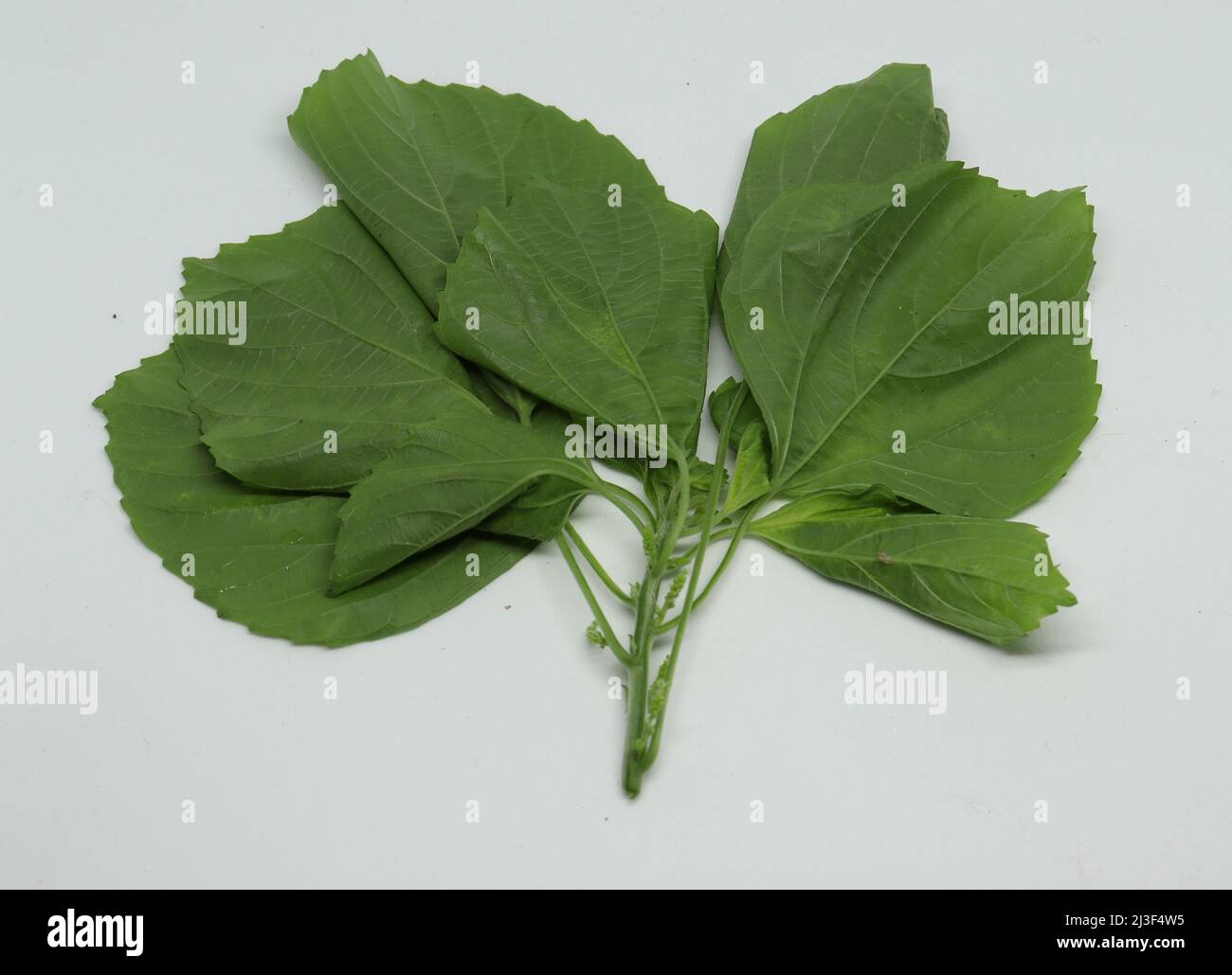 Indian Nettle, leaf, Indian Acalypha (ACALYPHA INDICA) leaf medicinal