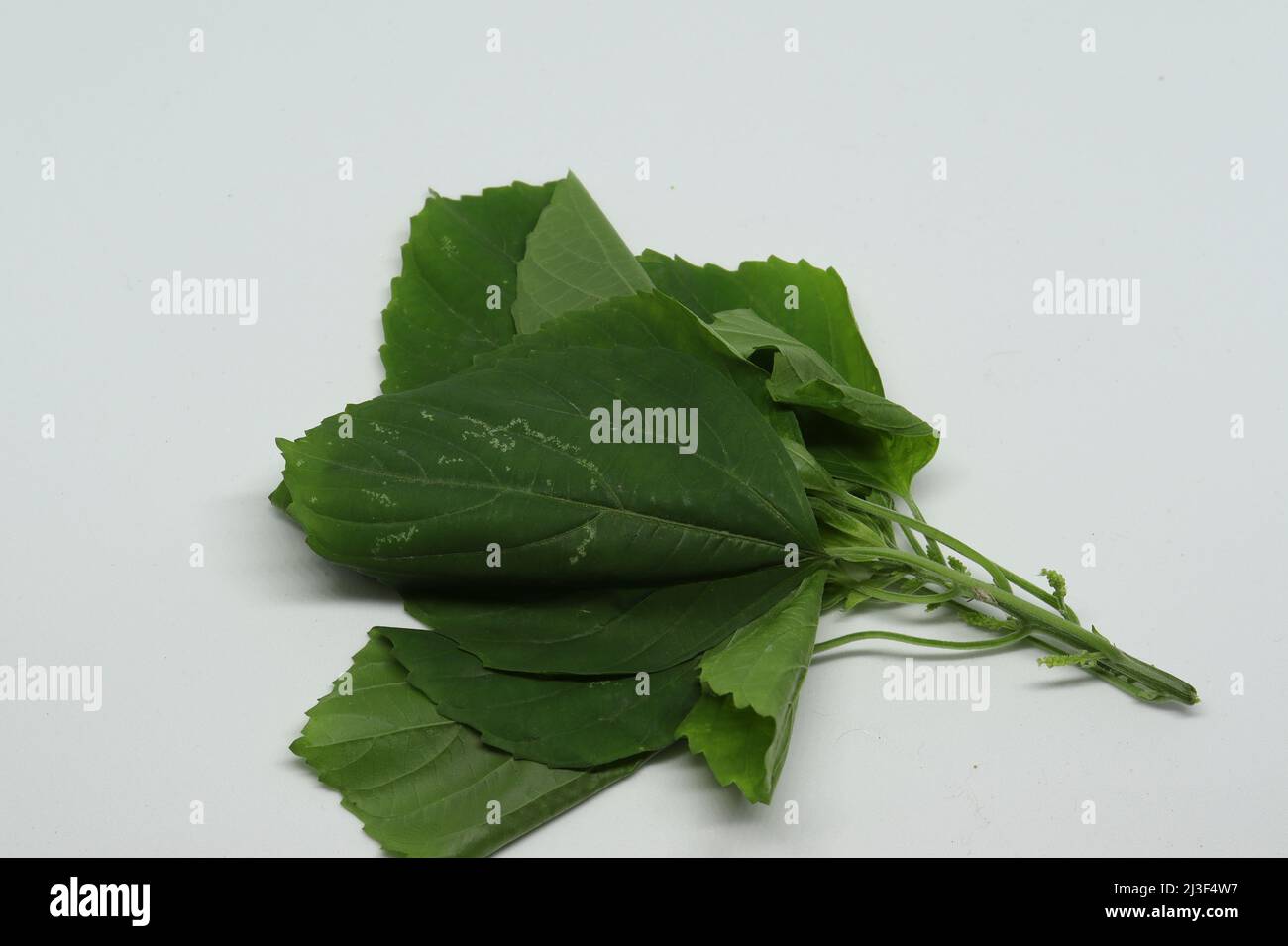 Indian Nettle, leaf, Indian Acalypha (ACALYPHA INDICA) leaf medicinal uses. From treating cold, cough and skin. with white background Stock Photo