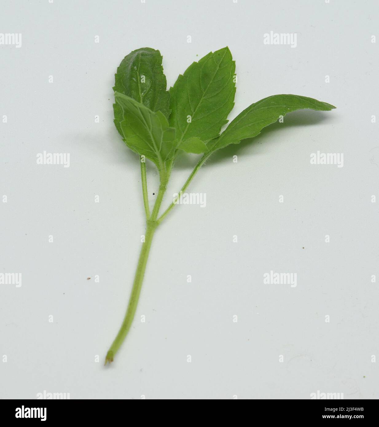Hindi Name Tulsi English Name Holy Basil Latin Name Ocimum sactum Linn Penn. with white