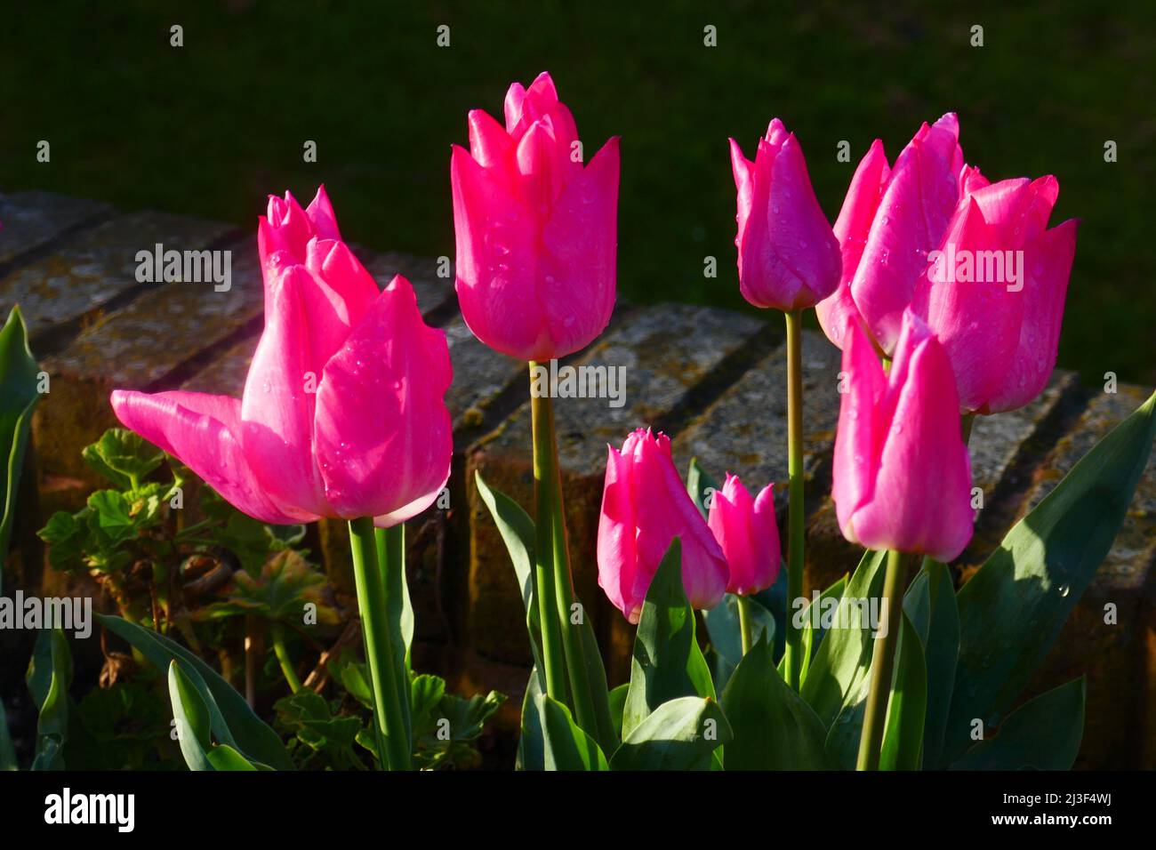 07/04/2022 Gravesend UK Spring blooming Tulips in the morning sunshine after a refreshing shower of rain. Stock Photo