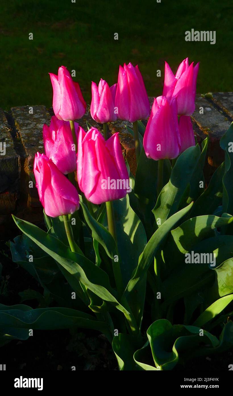 07/04/2022 Gravesend UK Spring blooming Tulips in the morning sunshine after a refreshing shower of rain. Stock Photo