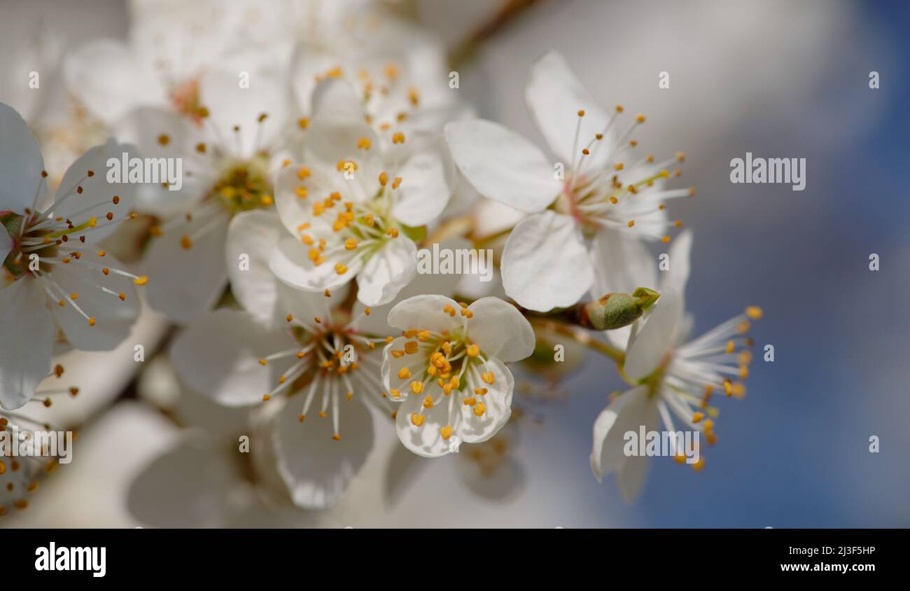 Close up of a tree blossom Stock Photo