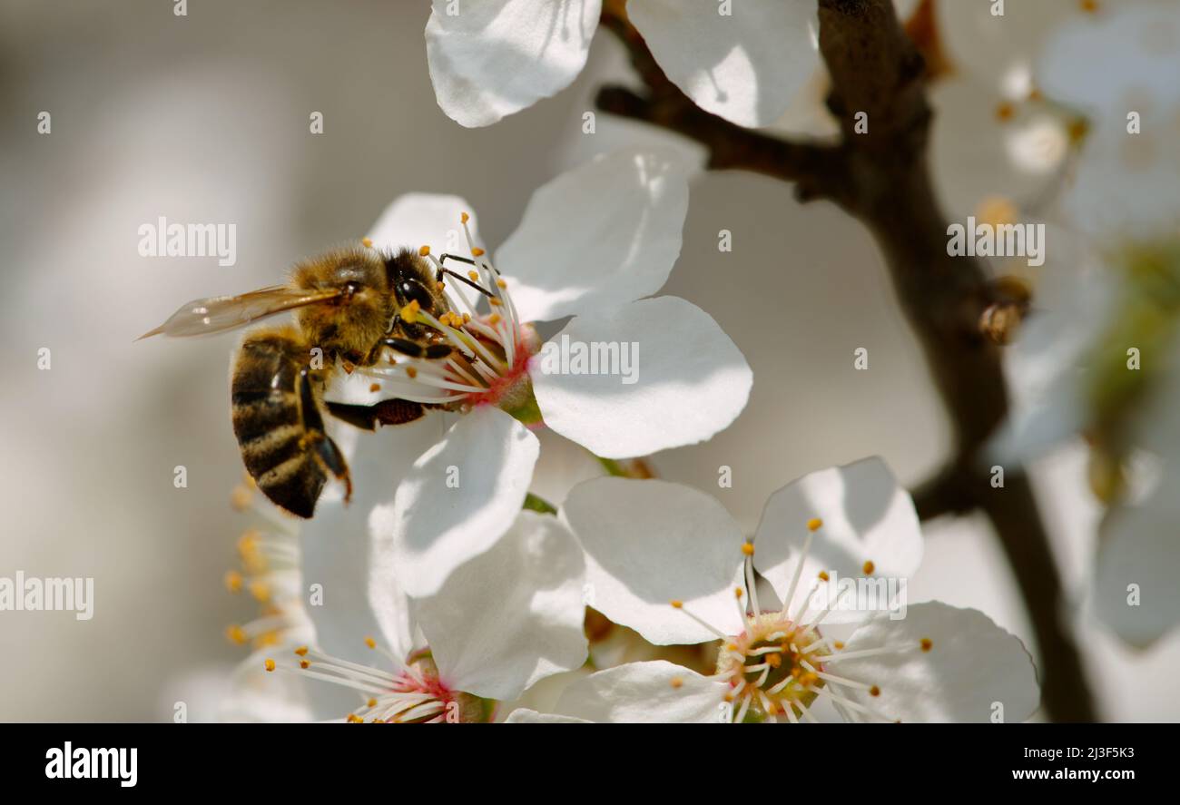 Close up of honey bee on tree blossom Stock Photo