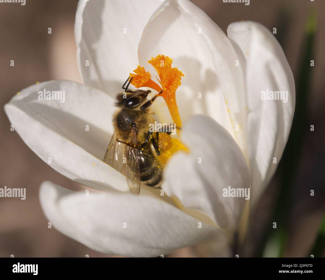 Bee on a crocus Stock Photo