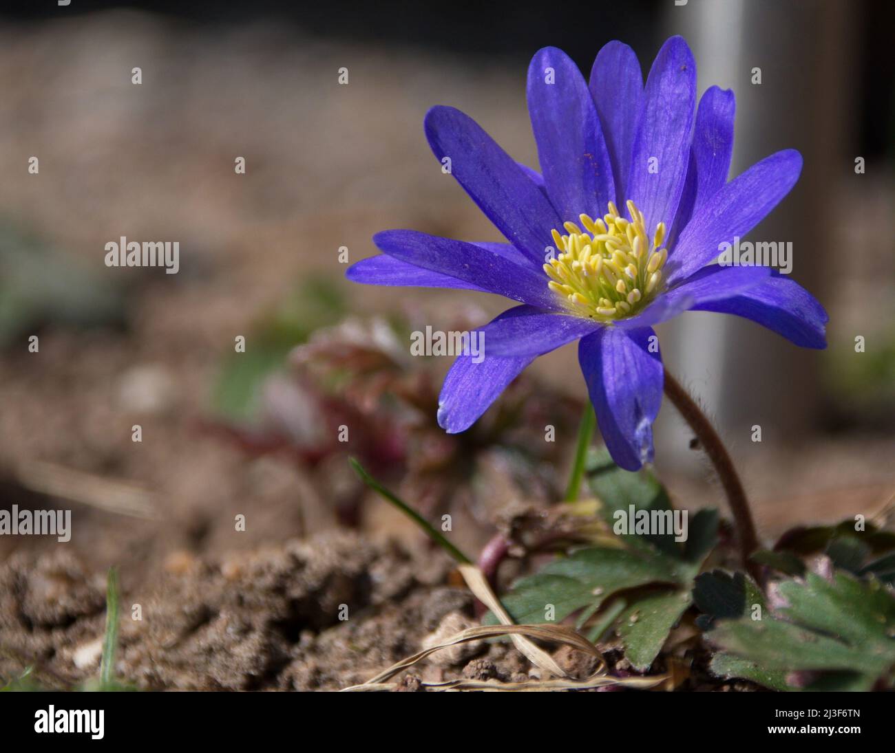 Photography of a blue anemone Stock Photo