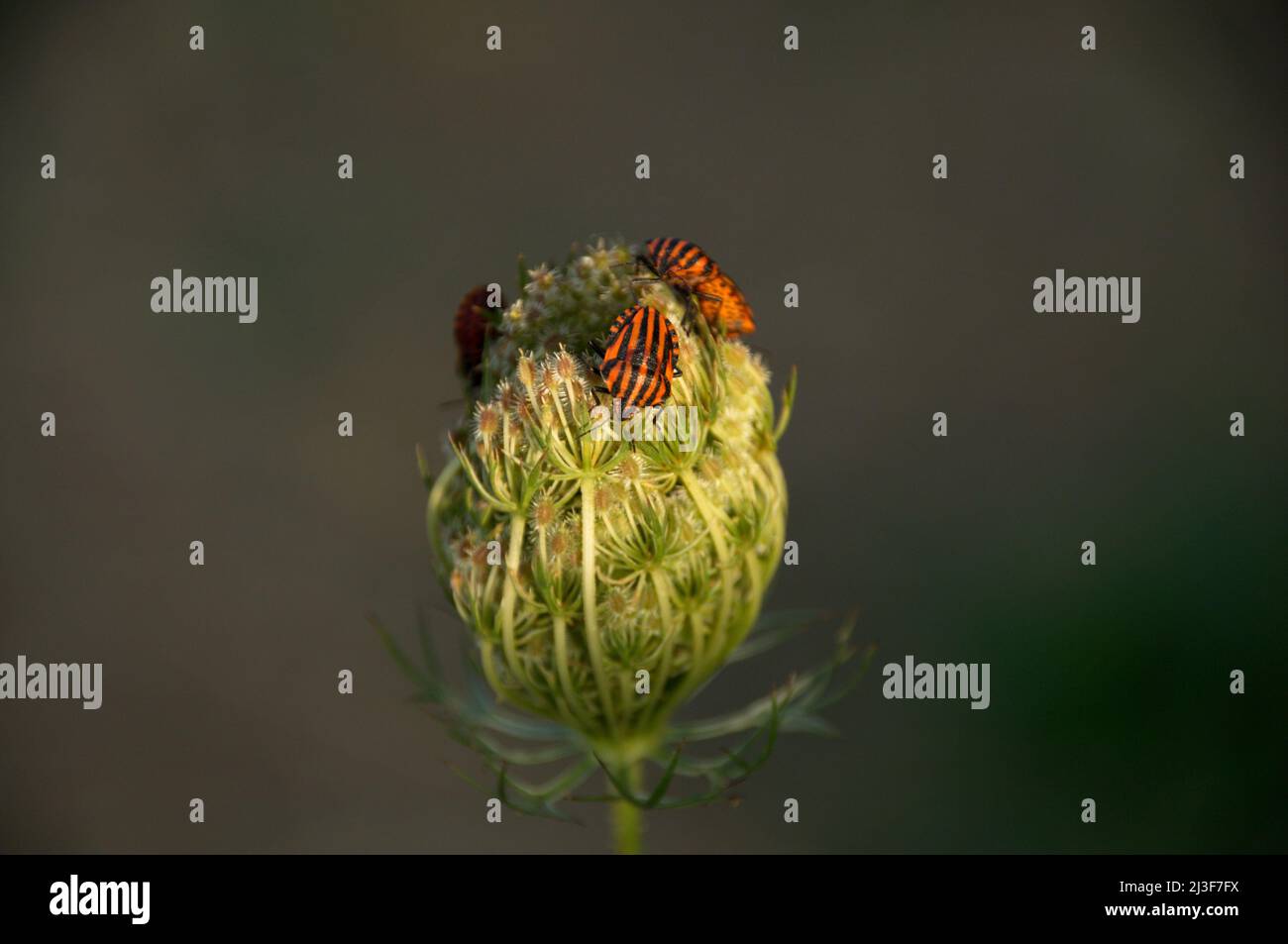 Macro photography of bug Stock Photo