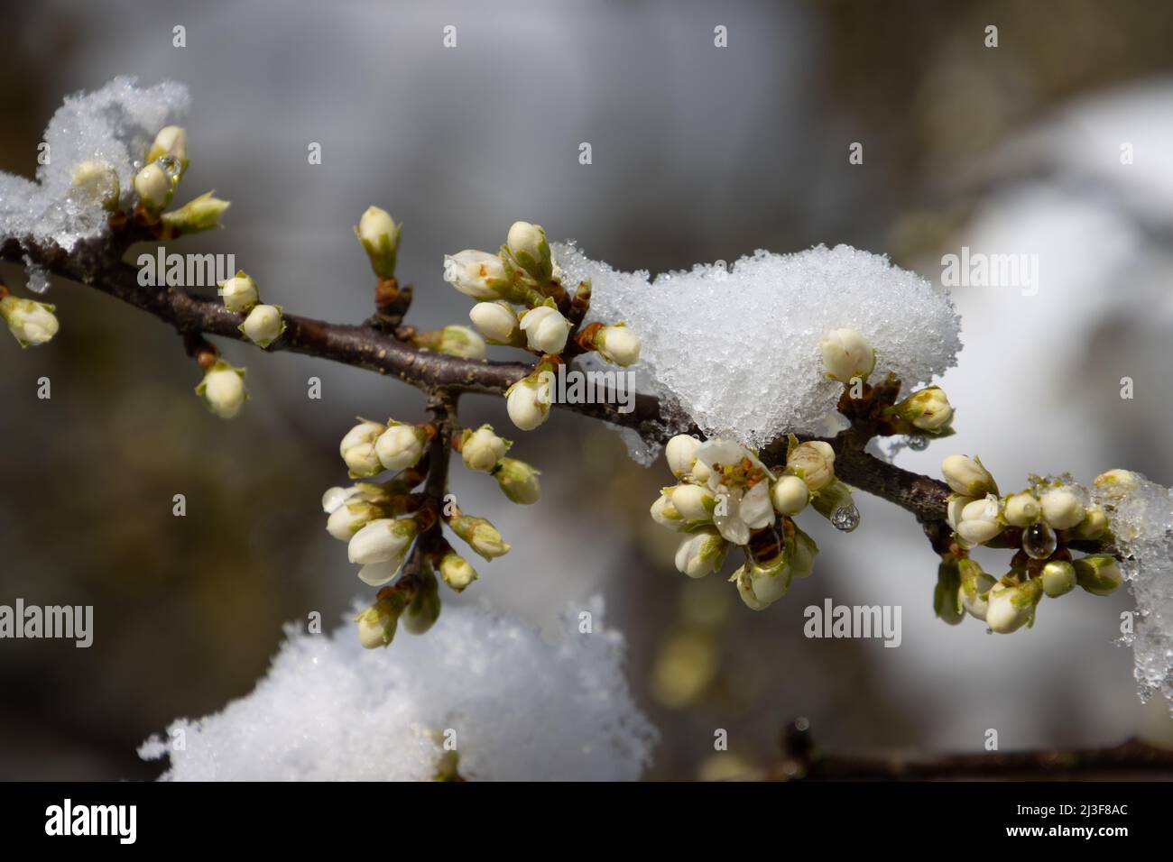Flower buds of a blackthorn bush covered with snow and ice Stock Photo