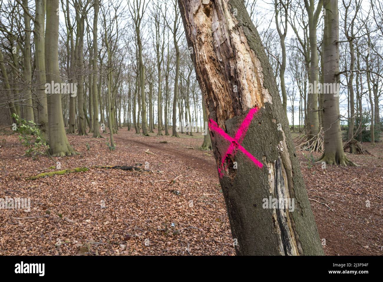 Red cross sprayed onto a dead and diseased beech tree by the Forestry