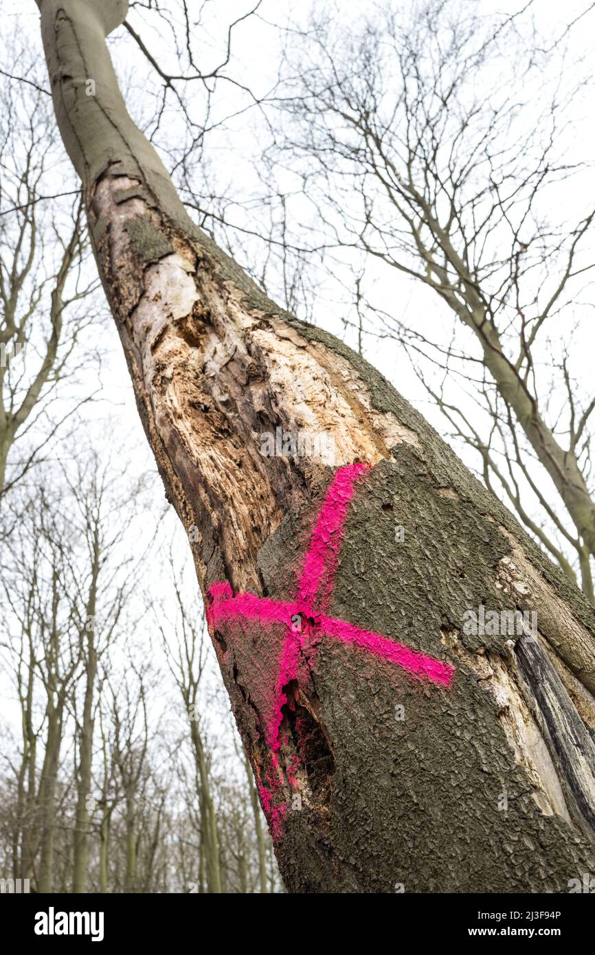 Red cross sprayed onto a dead and diseased beech tree by the Forestry