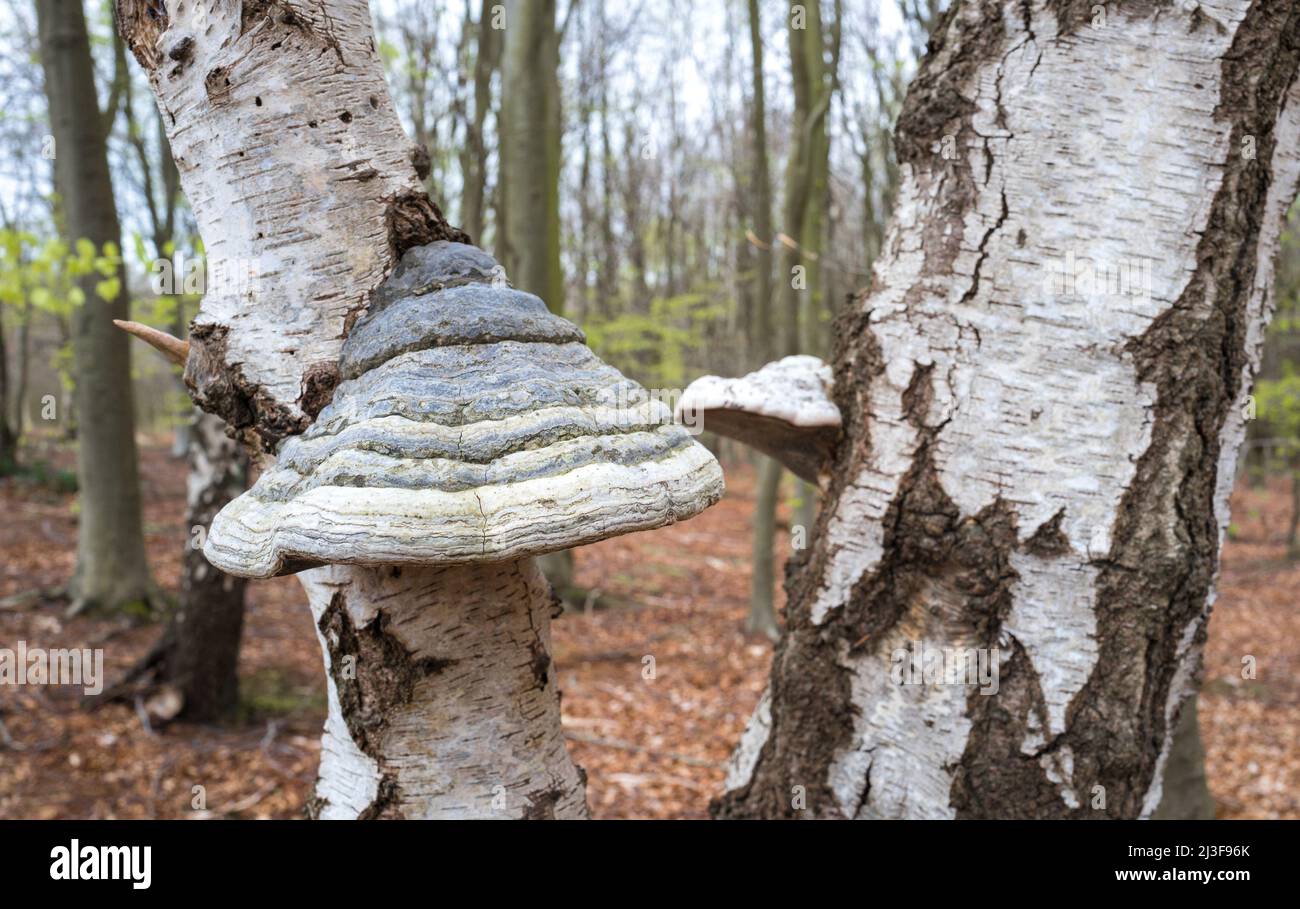 Fomitopsis betulina, commonly known as the birch polypore. Stock Photo