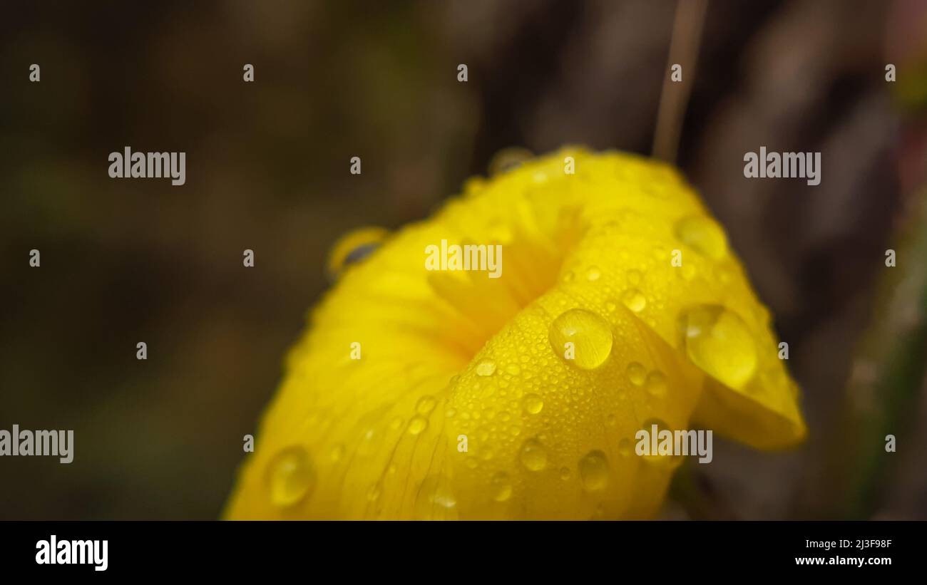 Rain drops on yellow flower petal Reinwardtia indica, yellow  Himalayan  Flax flower. Stock Photo