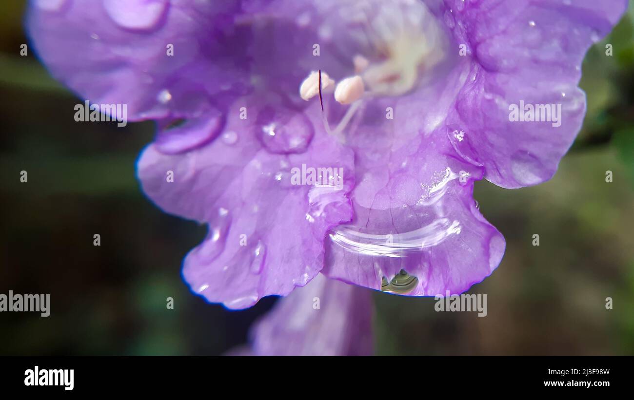 Water droplet on purple flower. Its a native flower of himalayas india and its common name is two headed coneflower strobilanthes capitat Stock Photo