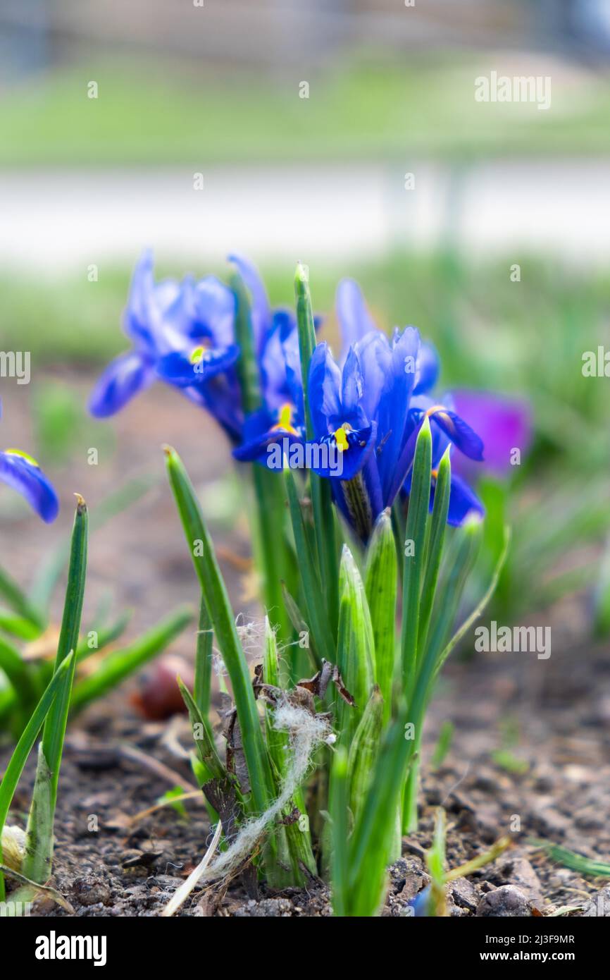 Bright colorful spring crocuses close-up. Blue flowers Iris versicolor beautifully blooming in the garden. Hello spring concept Flowers in bloom Stock Photo