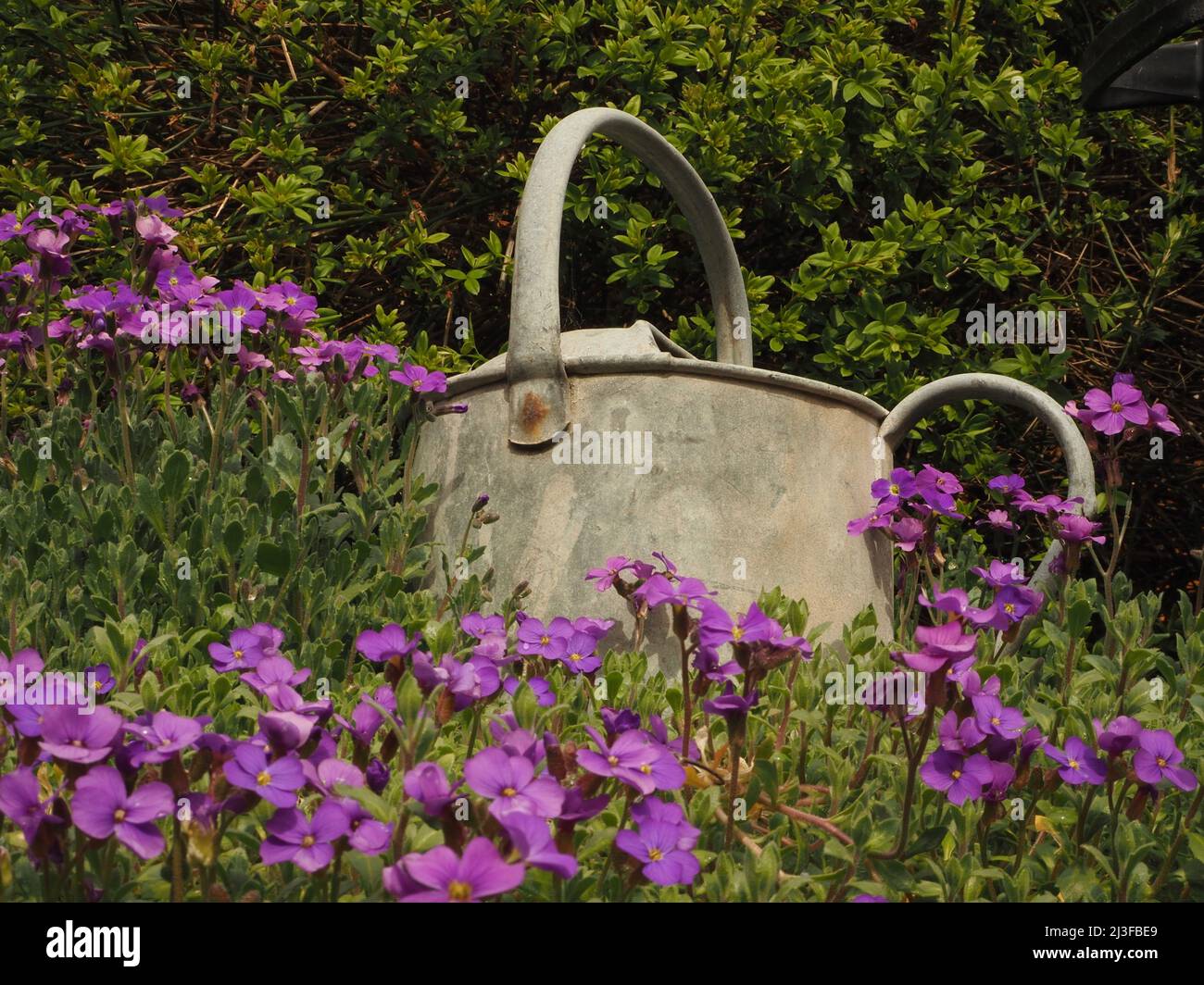 Purple Aubrieta (Rock Cress) and galvanized watering can in garden setting Stock Photo