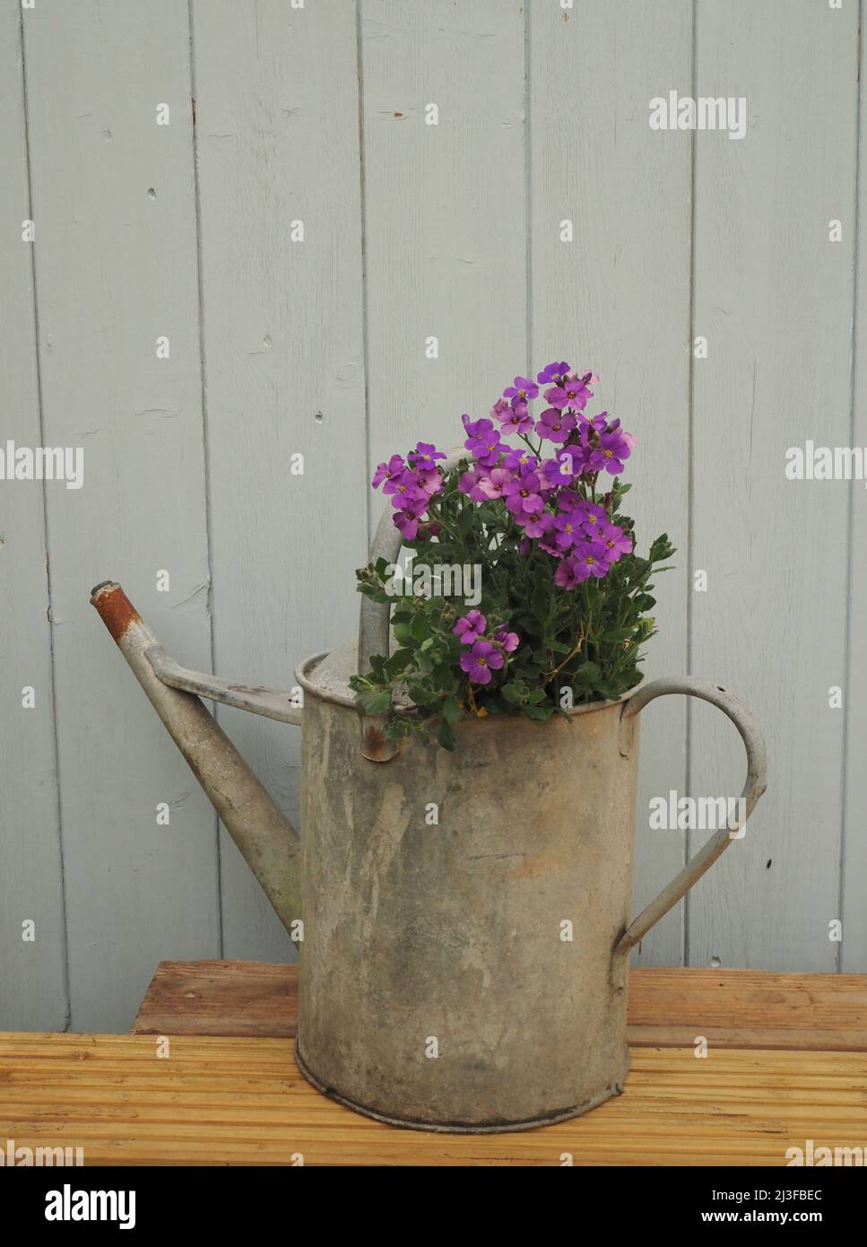 Purple Aubrieta (Rock Cress) garden flowers in galvanized watering can against blue garden shed door Stock Photo