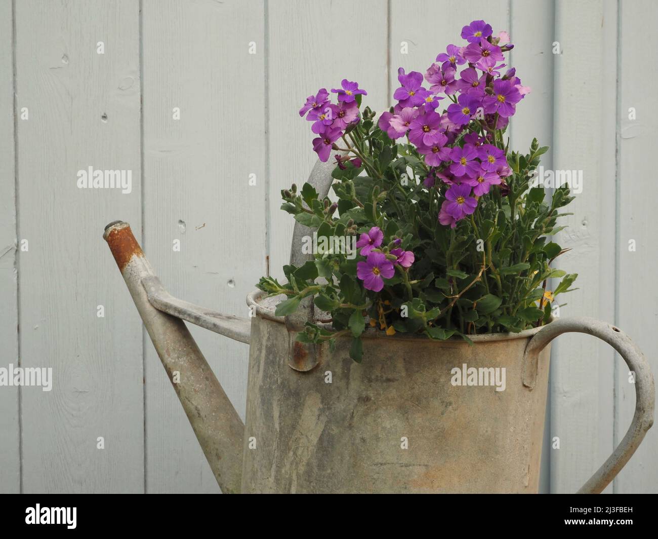 Purple Aubrieta (Rock Cress) garden flowers in galvanized watering can against blue garden shed door Stock Photo